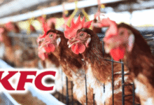 KFC abandons commitment to sourcing higher-welfare chickens in the UK