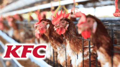 KFC abandons commitment to sourcing higher-welfare chickens in the UK