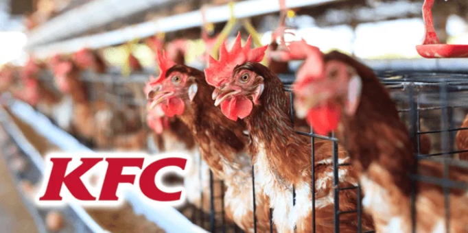 KFC abandons commitment to sourcing higher-welfare chickens in the UK