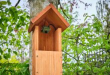 Discover the Magic of a Bird House with Camera: Watch Nature Up Close!