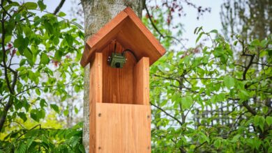 Discover the Magic of a Bird House with Camera: Watch Nature Up Close!