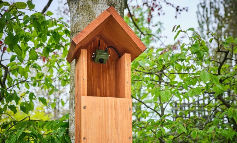 Discover the Magic of a Bird House with Camera: Watch Nature Up Close!